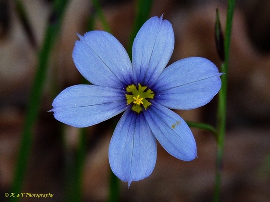 {Sisyrinchium atlanticum}